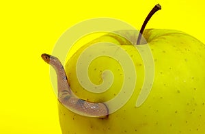 Forbidden Fruit and Snake