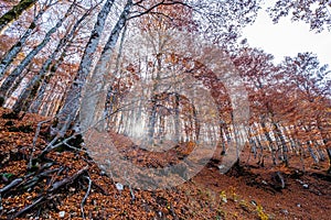 Forca d`Acero, Abruzzo National Park, Italy