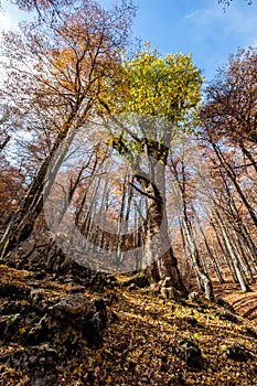 Forca d`Acero, Abruzzo National Park, Italy