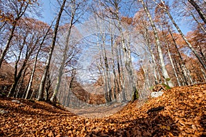 Forca d`Acero, Abruzzo National Park, Italy photo