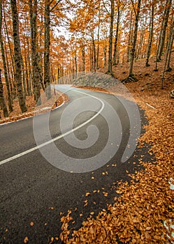The wonderful Autumn colors of Abruzzo, Lazio and Molise National Park, Italy photo