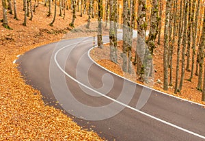 The wonderful Autumn colors of Abruzzo, Lazio and Molise National Park, Italy photo