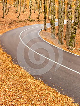 The wonderful Autumn colors of Abruzzo, Lazio and Molise National Park, Italy photo