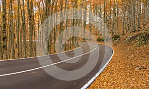 The wonderful Autumn colors of Abruzzo, Lazio and Molise National Park, Italy photo