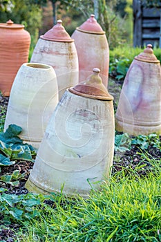 Forced rhubarb on an allotment