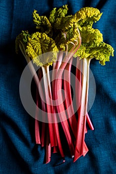 Forced rhubarb, pink rhubarb from etiolation