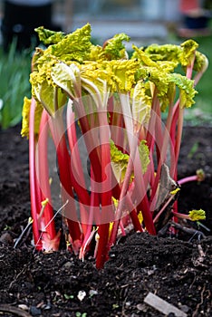 Forced rhubarb, pink rhubarb from etiolation, uncovered in the garden