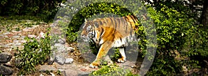 Forceful large siberian amur tiger walking on the rock with green area in his cage at the zoo like jungle forest