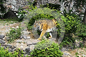 Forceful large siberian tiger walking on the rock with green area in his cage at the zoo like jungle forest wilderness