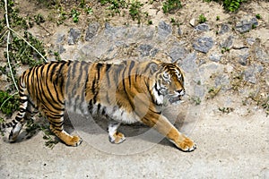 Forceful large siberian tiger walking on the rock with green area in his cage at the zoo like jungle forest wilderness
