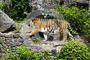 Forceful large siberian tiger walking on the rock with green area in his cage at the zoo like jungle forest wilderness