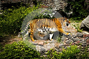 Forceful large siberian tiger walking on the rock with green area in his cage at the zoo like jungle forest wilderness