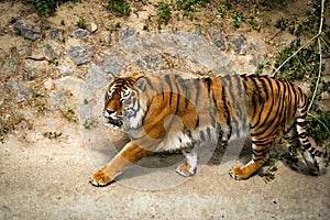 Forceful large siberian tiger walking on the rock with green area in his cage at the zoo like jungle forest wilderness