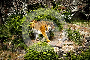 Forceful large siberian tiger walking on the rock with green area in his cage at the zoo like jungle forest wilderness wildlife