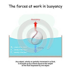 The forces at work in buoyancy. Gravity and Buoyancy