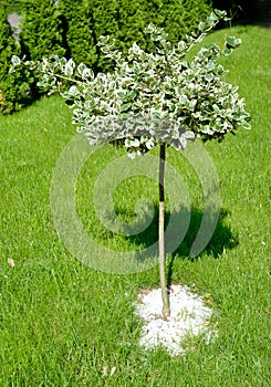 Forchun`s euonymus, cultivar Emerald Gaiety Euonymus fortunei on a trunk photo