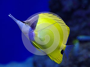 Forcipiger longirostris in  aquarium