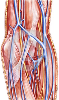 Forearm - Left Anterior Vessels and Nerves Deep Dissection