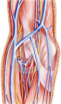 Forearm - Right Anterior Vessels and Nerves Deep Dissection photo