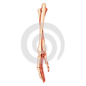 Forearms Skeleton Human back Posterior dorsal view. 3D ulna, radius, hand, carpals, wrist, metacarpals, phalanges