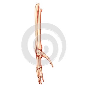 Forearms Skeleton Human front view. Set of ulna, radius, hand, carpals, wrist, metacarpals, phalanges Anatomically 3D