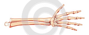 Forearms Skeleton Human front view. Ulna, radius, hand, carpals, wrist, metacarpals, phalanges 3D realistic flat natural