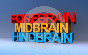 forebrain midbrain hindbrain on blue