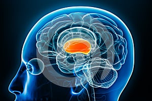 Forebrain or prosencephalon x-ray profile close-up view 3D rendering illustration with body contours. Human brain anatomy, medical