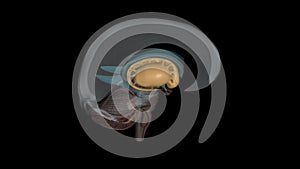 The forebrain structures include the caudate nucleus, the putamen, the nucleus accumbens and the globus pallidus