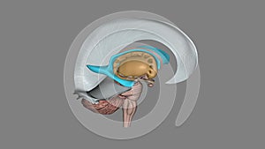 The forebrain structures include the caudate nucleus, the putamen, the nucleus accumbens and the globus pallidus