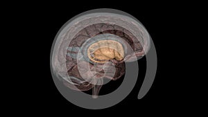 The forebrain structures include the caudate nucleus, the putamen, the nucleus accumbens and the globus pallidus