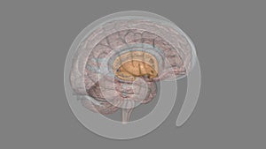 The forebrain structures include the caudate nucleus, the putamen, the nucleus accumbens and the globus pallidus