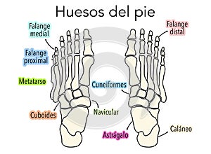 Diagram or infographic of the bones that make up a foot from an aerial view with names photo