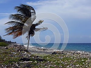 Wind Against Pam Tree at Unkept Beach photo