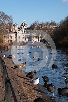 In the foreground, birds and waterfowl on and by the lake in St James`s Park, London UK. In the background, Horse Guards