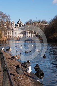 In the foreground, birds and waterfowl on and by the lake in St James`s Park, London UK. In the background, Horse Guards