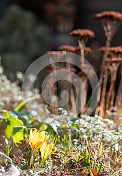 In foreground, bright yellow crocuses in a rock garden. Dead sedum flower heads behind, in strong sun on a winter\'s day.