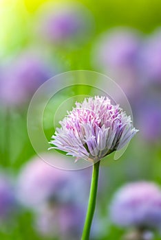 Foreground Chive Flower Surrounded by Blurred Background