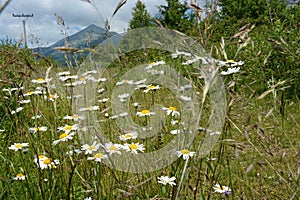 White daisy - Leucanthemum vulgare - on a mountain meadow, Slovakia, High Tatras