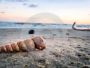 foreground focus sea shell object on the beach