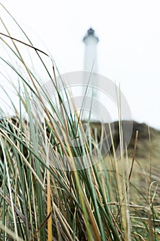 Foreground grass for advertising background