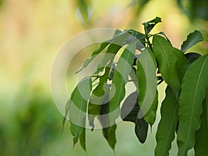 Foreground green leaves texture background of backlight sunshine fresh mango tree