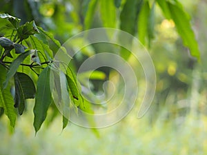 Foreground green leaves texture background of backlight sunshine fresh mango tree