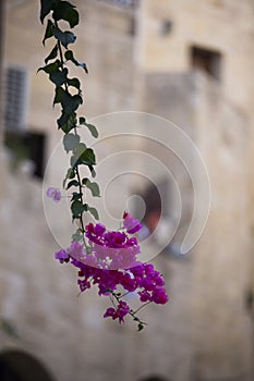 in the foreground a hanging stem with delicate bright pink flowers on a blurred background of a light brown stone wall of houses