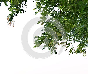 Foreground of lush trees isolated on white background