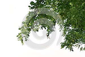 Foreground of lush trees isolated on white background photo