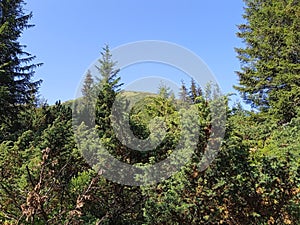 Dense coniferous forest under clear blue sky
