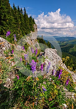 In the foreground mountain flowers in the Tatra National Park.