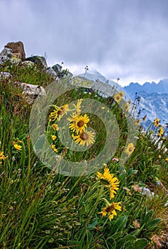 In the foreground mountain flowers in the Tatra National Park. In the background rocky peaks with sky and clouds.