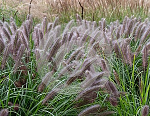 In foreground, Pennisetum Alopecuroides or Chinese Fountain Grass, photographed at the RHS Wisley garden near Woking in Surrey UK.